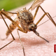 Illustration for article titled Everything You Need To Banish Blood-Sucking Bugs for Good